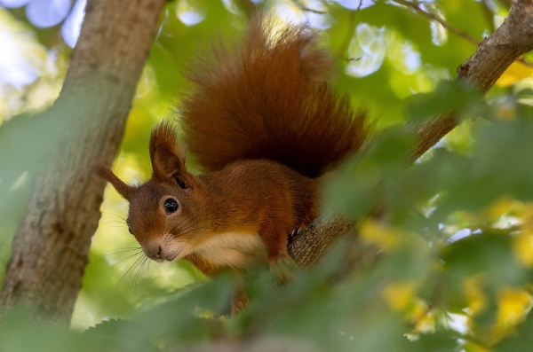 Hinter den Blättern verstecken