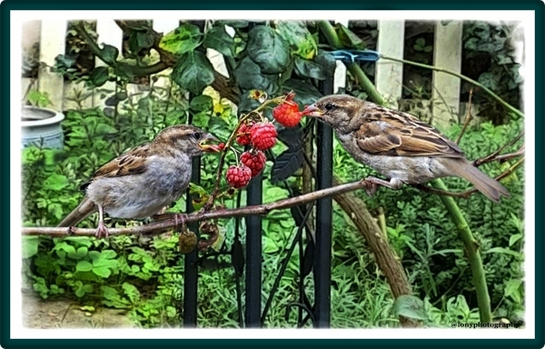 Die letzten Beeren sind für uns