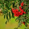 Vogelbeeren