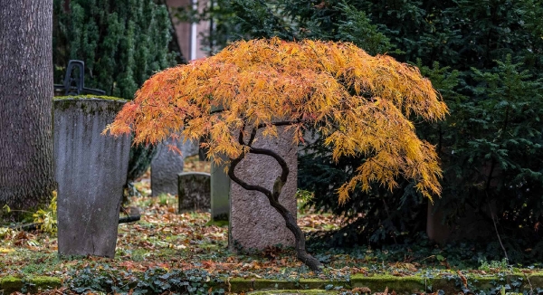 Den bewundere ich jeden Herbst