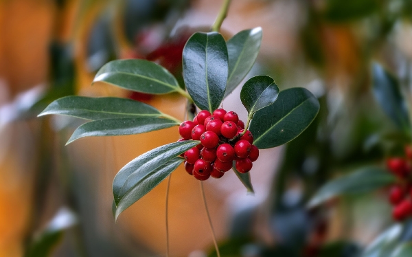 Die roten Beeren der Eibe sind bei den Amseln sehr begehrt