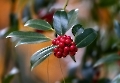 Die roten Beeren der Eibe sind bei den Amseln sehr begehrt