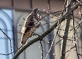 Hier mitten in der Stadt haben wir immer mehr Raubvögel.