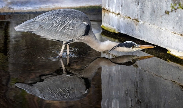 Warum muß sich dieser blöde Fisch