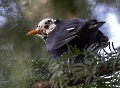 Eine Amsel mit weißem Kopf?