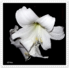 Amaryllis