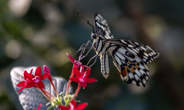 Dem Kalkschmetterling