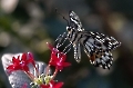 Dem Kalkschmetterling