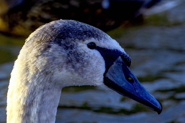 Noch ein Jungschwan, 