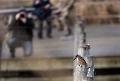 Wenn sich am See ein Eisvogel blicken lässt