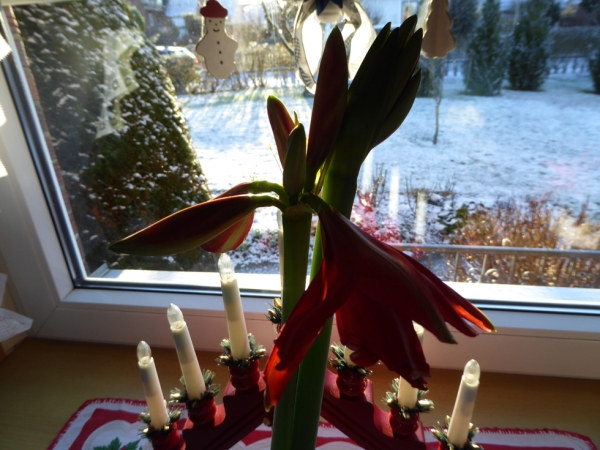 Amaryllis im Gegenlicht auf der Fensterbank