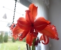 Amaryllis, einige Tage später in vollster Blüte