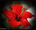 Hibiskusblüte