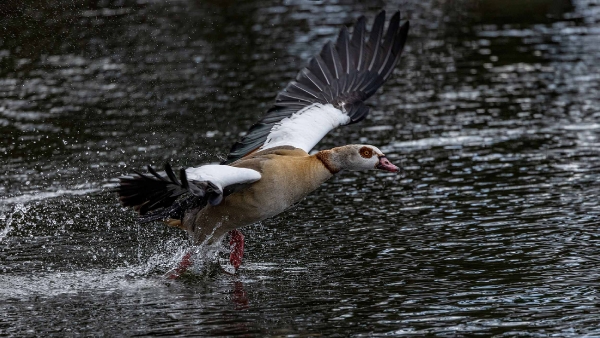 Die Nilgans jagt einen Nebenbuhler