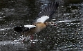 Die Nilgans jagt einen Nebenbuhler