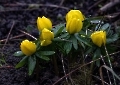 Ganz zaghaft kommt der Frühling durch