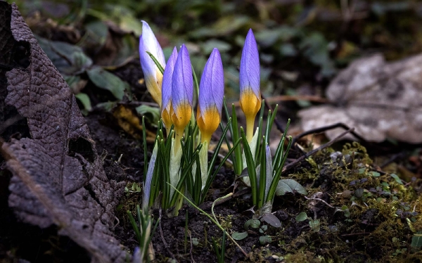 Die blauen sind immer die ersten