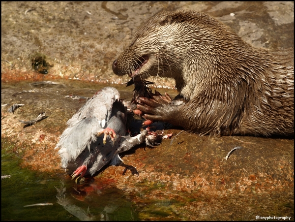 Ottermahlzeit