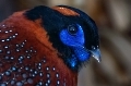 Das ist ein Temmincktragopan den ich