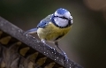 Stopp!!! Ab hier ist Vogelschutzgebiet das Futter bitte bei mir abgeben