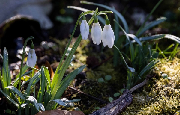 Die Natur erwacht