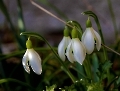 Schneeglöckchen