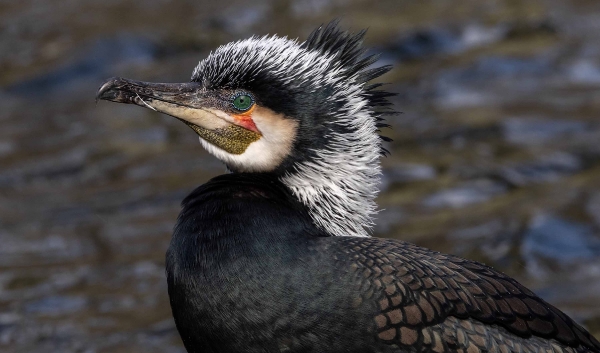 Das ist ein Kormoran im Hochzeitsgefieder