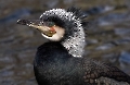 Das ist ein Kormoran im Hochzeitsgefieder