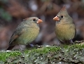 Das sind zwei Kardinalsvogelweibchen