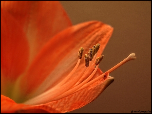 Amaryllisblüte