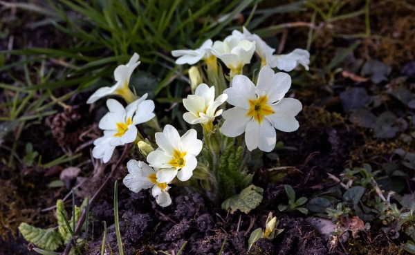 Allmählich wird es wirklich Frühling