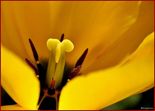 Das innenleben der Tulpe in vizier genommen