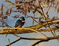 Der Eisvogel wohnt immernoch in Nürtingen, sogar zwei habe ich gesehen