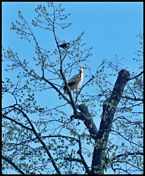 Wildlife - Storch in Sicht