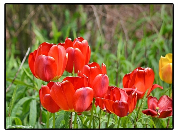 Tulpen im Park