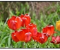 Tulpen im Park