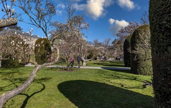 In der Wilhelma beginnt die Magnolienblüte