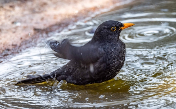 Sogar das Freibad hat schon geöffnet