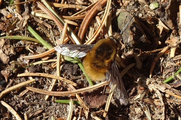 Hummel mit Stachel