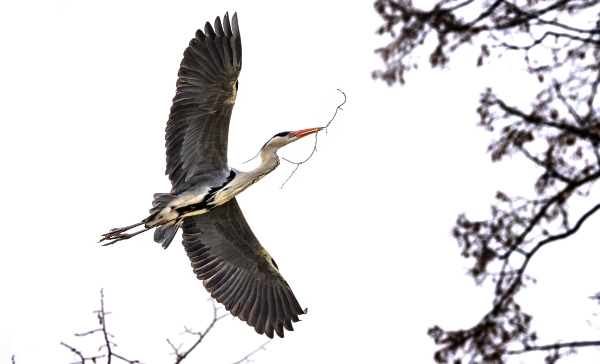 Im Anflug auf das Nest 