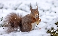 Du hast den Schnee gerufen!!