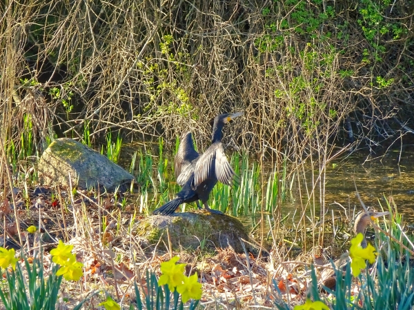 der Kormoran