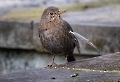 Wie man sieht wechselt auch Frau Amsel