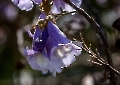 Das ist eine Blüte vom Blauglockenbaum. (Paulownia tomentosa)