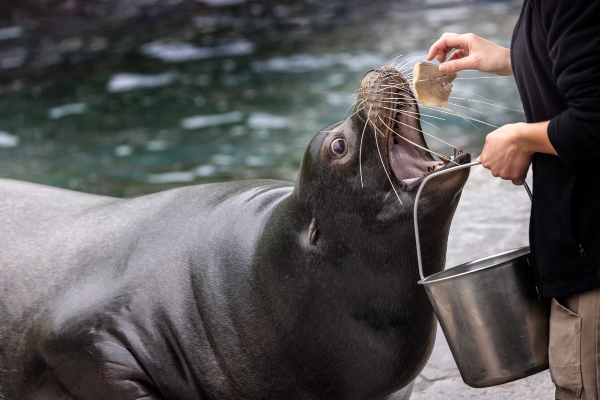 Jetzt schnell noch etwas Fisch bevor die Diebe kommen