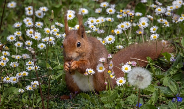 Zwischen den Gäseblümchen schmeckt die Nuss gleich doppelt so gut