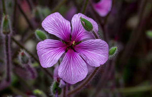 Das ist die Blüte eines Madeira-Storchschnabels