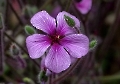 Das ist die Blüte eines Madeira-Storchschnabels