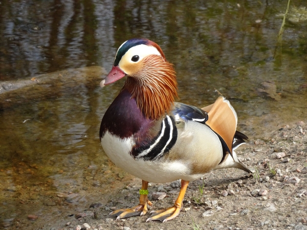 Mandarinente im Raakmoor