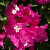 Bogainvillea